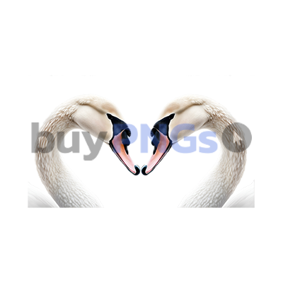 2 Swans Forming Heart Shape