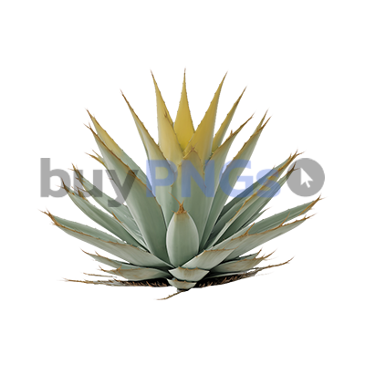 Agave Bush