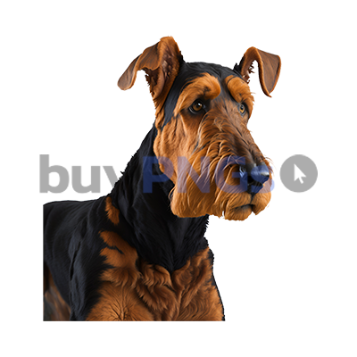 Airedale Dog