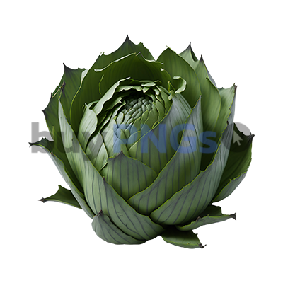 Artichoke vegetable