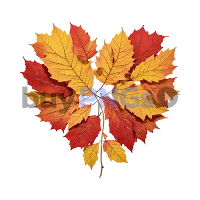 heart shaped fall autumn leaves