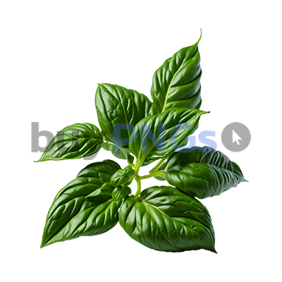 Green basil leaves