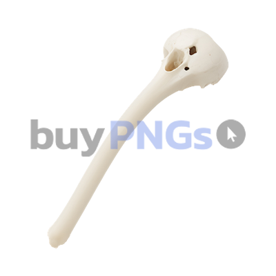 Bone