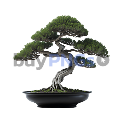 bonsai tree plant