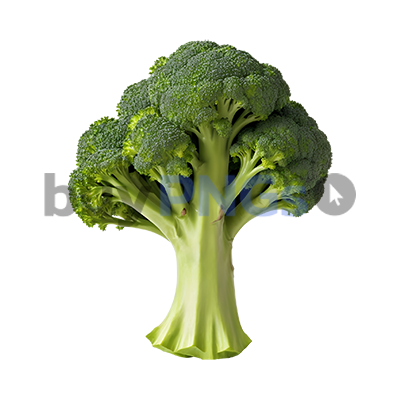 fresh raw broccoli