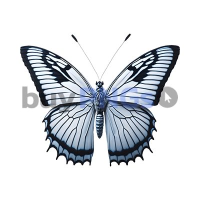 white blue butterfly