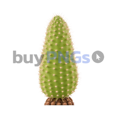 long Cactus plant