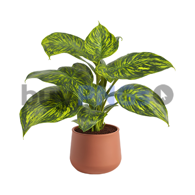 calathea plant flower