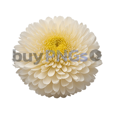 Chrysanthemum yellow flower plant