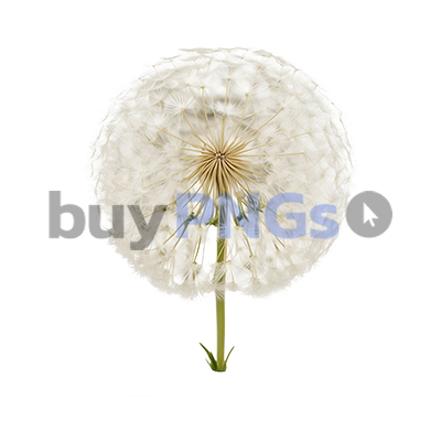 dandelion flower plant