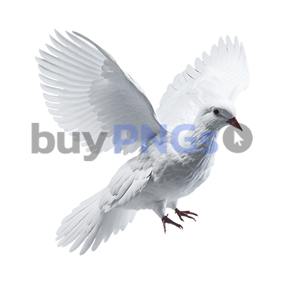 white dove png