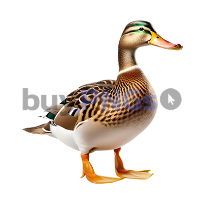 duck bird png