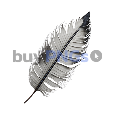 feather png