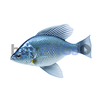 Fish png