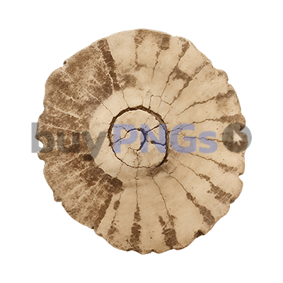 fossil png