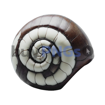 gastropod shell png