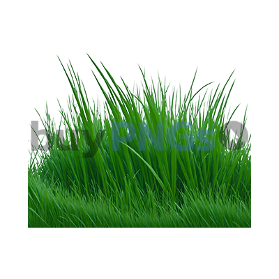 grass png