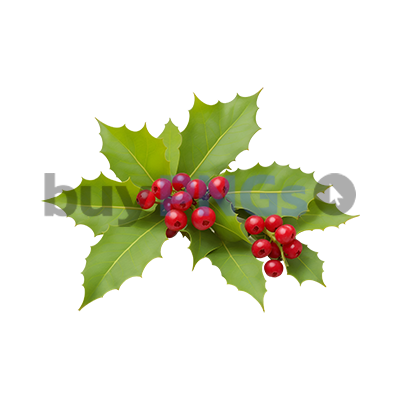 holly leaves