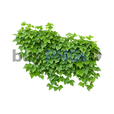 ivy png