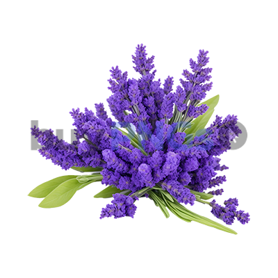 lavanda