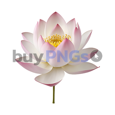 lotus flower png