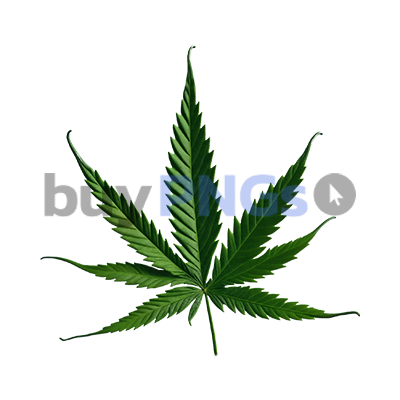 marijuana leaf