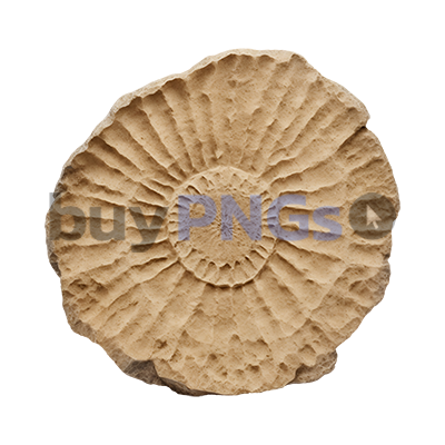 spiral fossil png