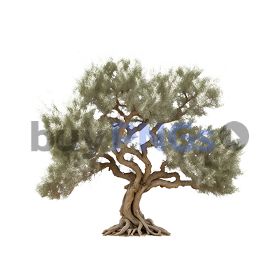 mediterranean branched olive tree