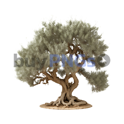 mediterranean native olive tree