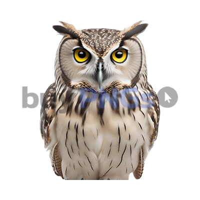 owl