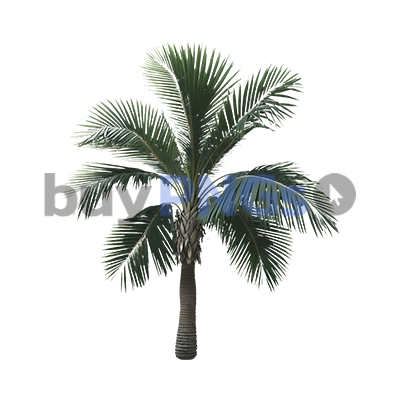 palm tree