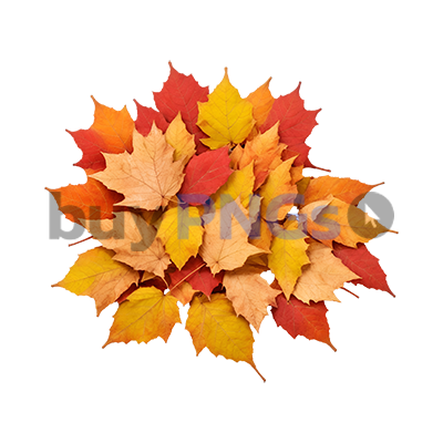 autumn leaves png