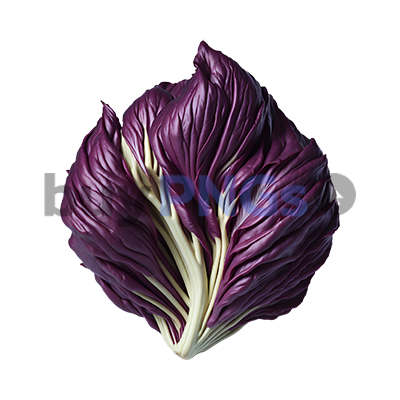 radicchio