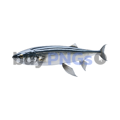 sardine