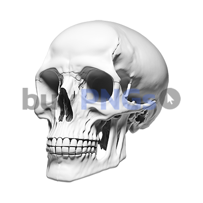 skull