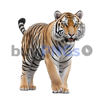 tiger png