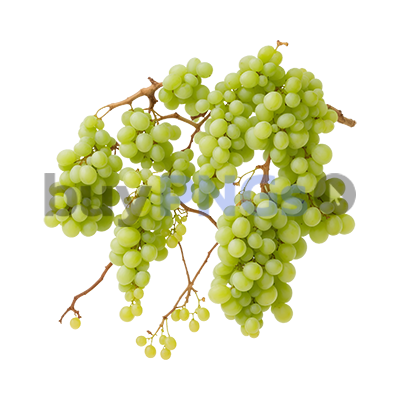 vine grapes