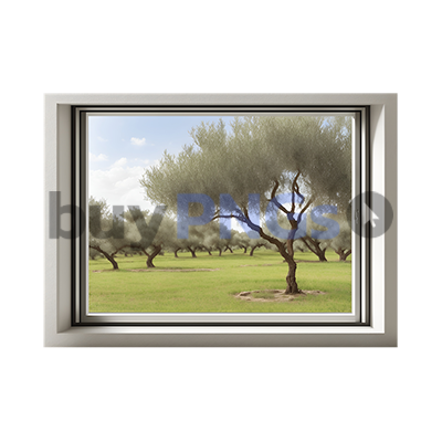 olive grove window view