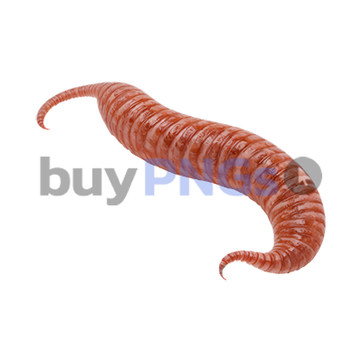 worm (earthworm) png