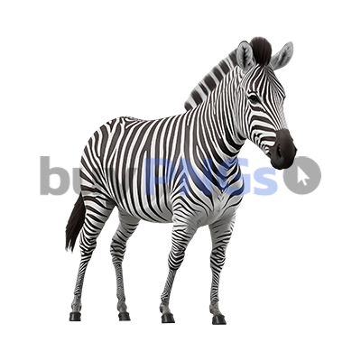 zebra